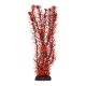 Underwater Treasures Rotala Indica - 12