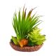 Underwater Treasures Succulant - Grassy