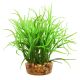 Underwater Treasures Star Grass - 4