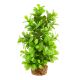 Underwater Treasures Moneywort Tree - 8