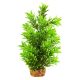 Underwater Treasures Hygro Tree - 8