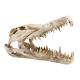 Reptile Treasures Dino Skull Shelter - 10in