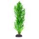 Underwater Treasures Green Tip Kelp