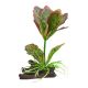 Underwater Treasures Silk Kalanchoe Flapjack
