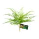 Zoo Med Decorative Ferns