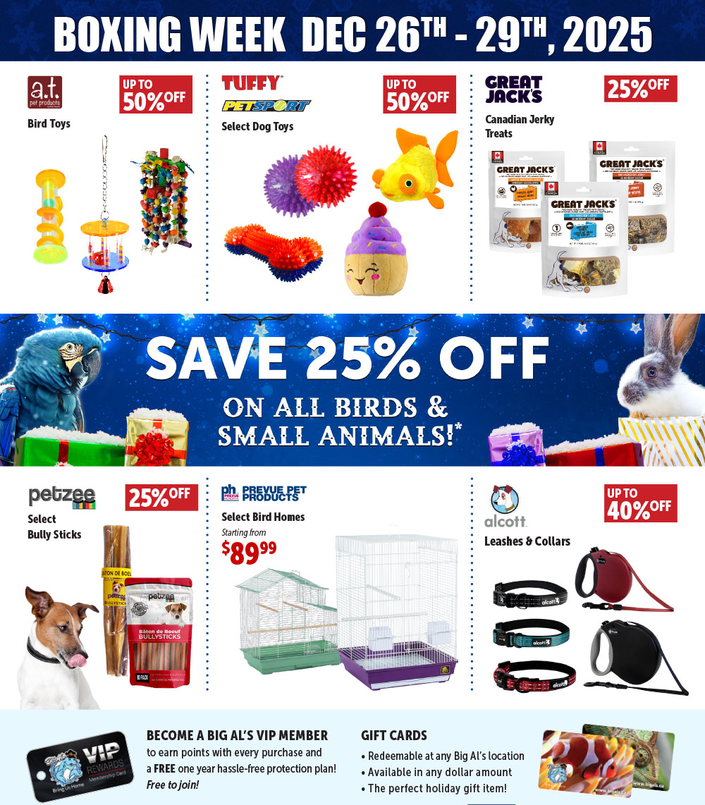 Boxing Week Pet Flyer