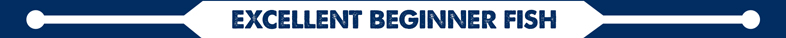 Begginer Fish