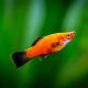 Red Wag Platy - GREEN - Large