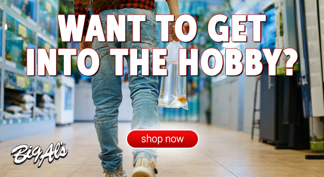 Want to get into the hobby?