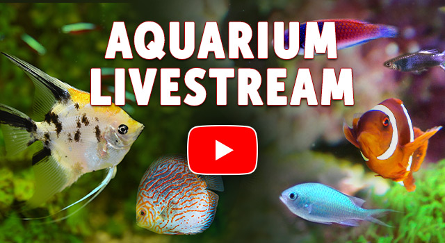 Aquarium Livestream